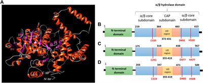 Extremophilic Bacterium Halomonas desertis G11 as a Cell Factory for Poly-3-Hydroxybutyrate-co-3-Hydroxyvalerate Copolymer’s Production